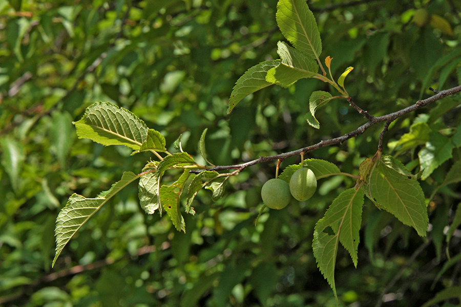 wild-plum-900x600-DomenicoDAlessandro